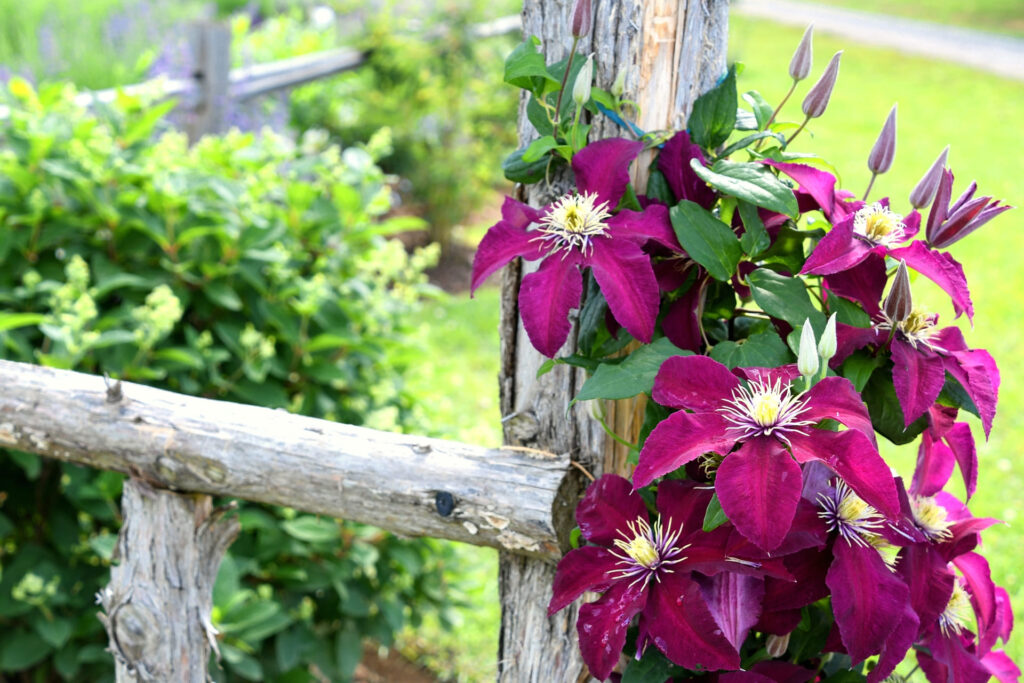 Plantes grimpantes
