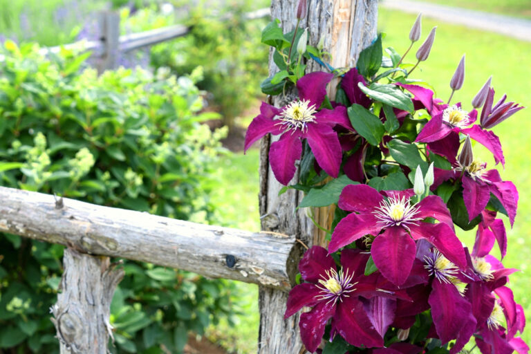 Plantes grimpantes