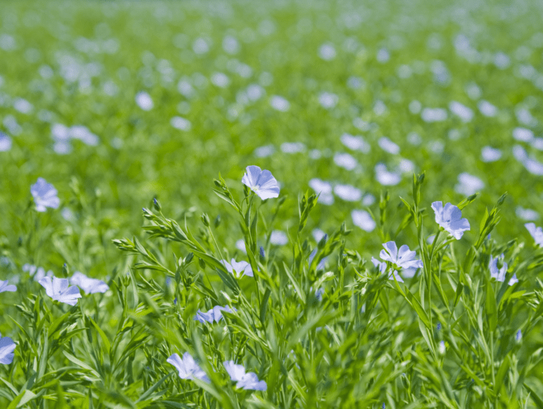 Pourquoi planter du lin dans son jardin ?